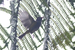 Phylloscopus castaniceps