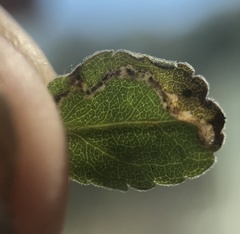 Bucculatrix staintonella
