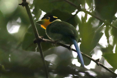 Psarisomus dalhousiae