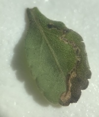 Bucculatrix staintonella