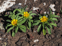 Asteriscus aquaticus