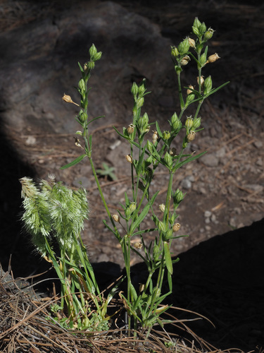 Silene apetala image