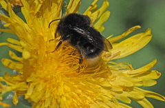 Bombus terrestris canariensis