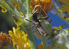 Pseudoyersinia subaptera