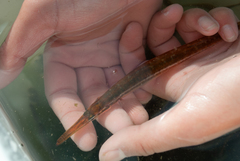 Aulorhynchus flavidus