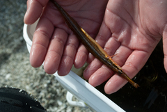 Aulorhynchus flavidus