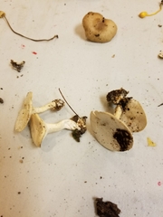 Image of Clitocybe lamoureae