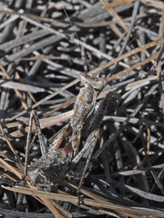 Pseudoyersinia subaptera