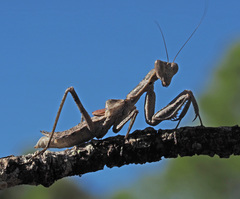 Pseudoyersinia subaptera