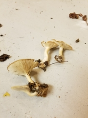 Clitocybe lamoureae image