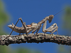 Pseudoyersinia subaptera