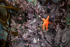Serraticardia macmillanii