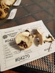 Clitocybe lamoureae image