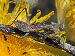 Pseudoyersinia subaptera