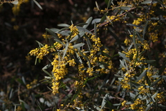Acacia redolens