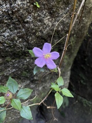 Heterotis rotundifolia