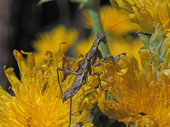 Pseudoyersinia subaptera