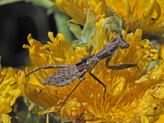 Pseudoyersinia subaptera