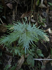 Selaginella plana