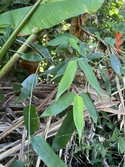 Olyra latifolia