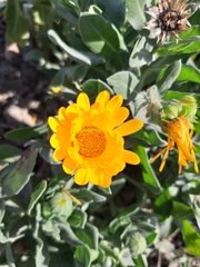 Calendula officinalis