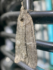 Hydriomena frondaria