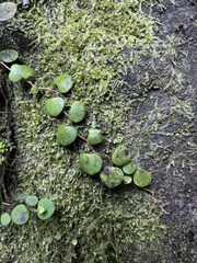 Peperomia serpens
