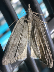 Hydriomena frondaria