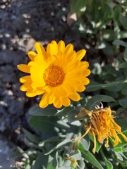 Calendula officinalis
