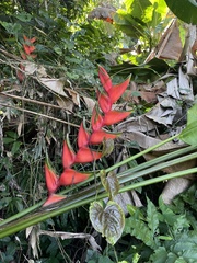 Heliconia bihai
