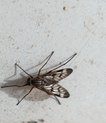 Rhagio atlanticus