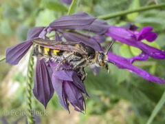 Radumeris tasmaniensis