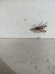 Rhagio atlanticus