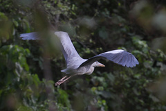 Ardea cinerea
