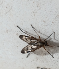 Rhagio atlanticus