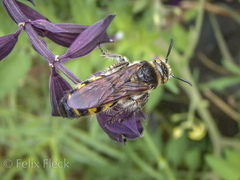 Radumeris tasmaniensis