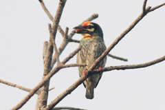 Psilopogon haemacephalus