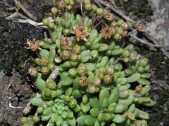 Monanthes brachycaulos image