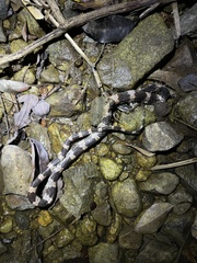 Lycodon futsingensis