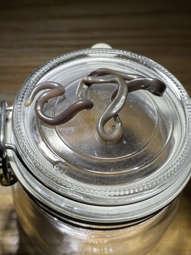 White-headed Blind Snake