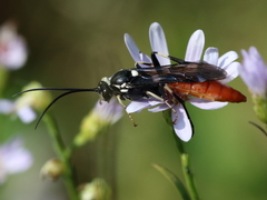 Ichneumon devinctor