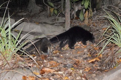 Arctictis binturong