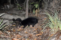 Arctictis binturong