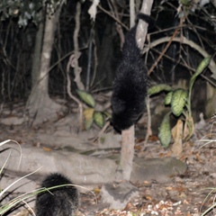 Arctictis binturong