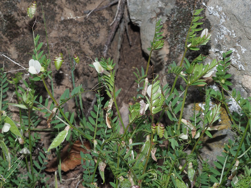 Vicia lutea image