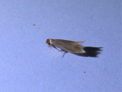 Common clothes moth