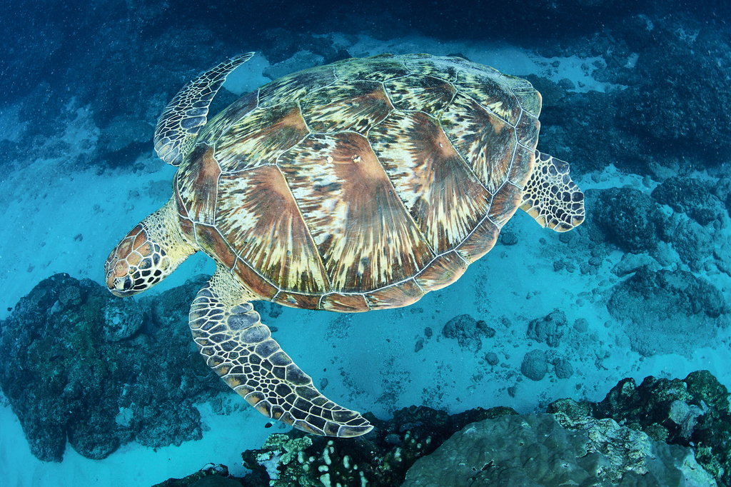 Typical Sea Turtles (Cheloniidae) - Marine Life Identification