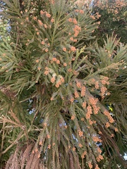 Cryptomeria