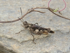 Acrotylini
