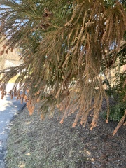 Cryptomeria